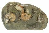 Fossil Ammonites (Jeletzkytes & Discoscaphites) - South Dakota #189344-1